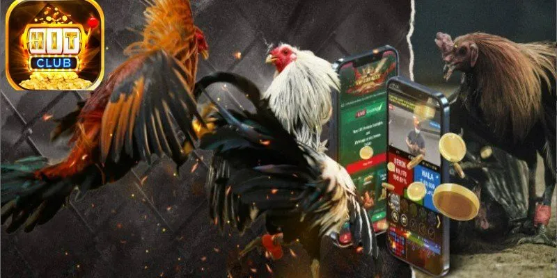 Hướng dẫn tham gia đá gà Hitclub.
